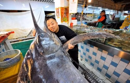 Sau khi cân đo, con cá kiếm đã được chở vào thành phố và bán tại chợ hải sản.