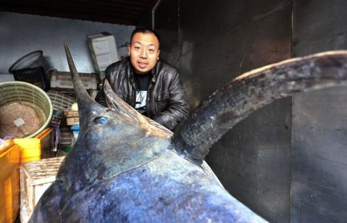 Một ngư dân trong nhóm khoe chiến tích của mình bên con cá kiếm vua khổng lồ.