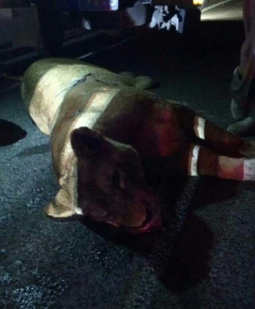 Được biết con sư tử cái này vốn là một con sư tử thuộc một đoàn xiếc thú ở Tô Châu, trên đường di chuyển đã cắn đứt dây thép bọc lồng và thoát ra, đi lang thang trên đường cao tốc.