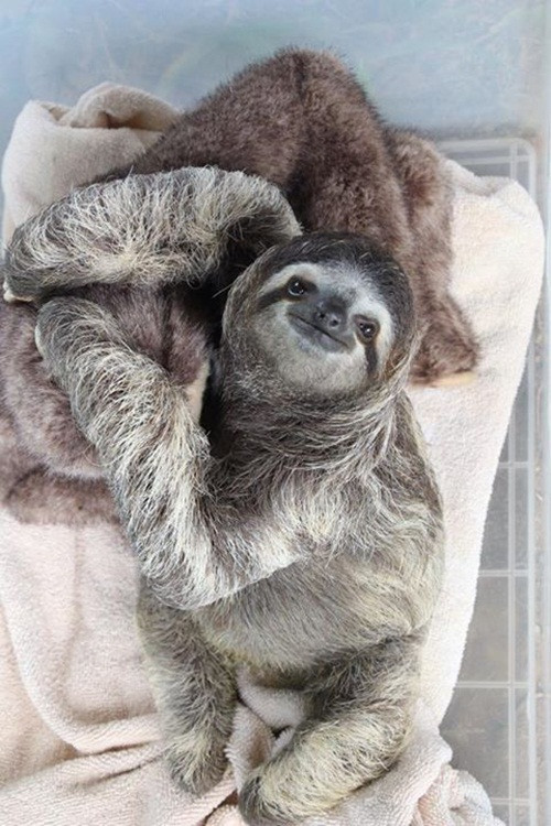 Chú lười này đã thực sự coi con lười nhồi bông là mẹ của mình, con lười mỉm cười hạnh phúc khi được gối đầu lên mẹ.