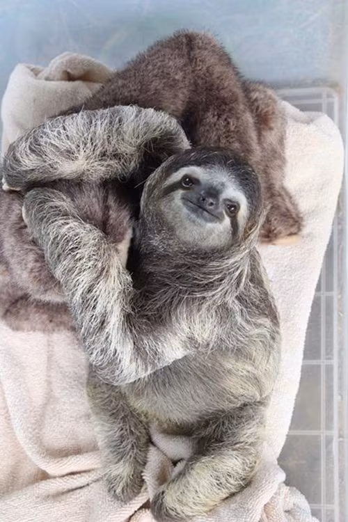 Chú lười này đã thực sự coi con lười nhồi bông là mẹ của mình, con lười mỉm cười hạnh phúc khi được gối đầu lên mẹ.