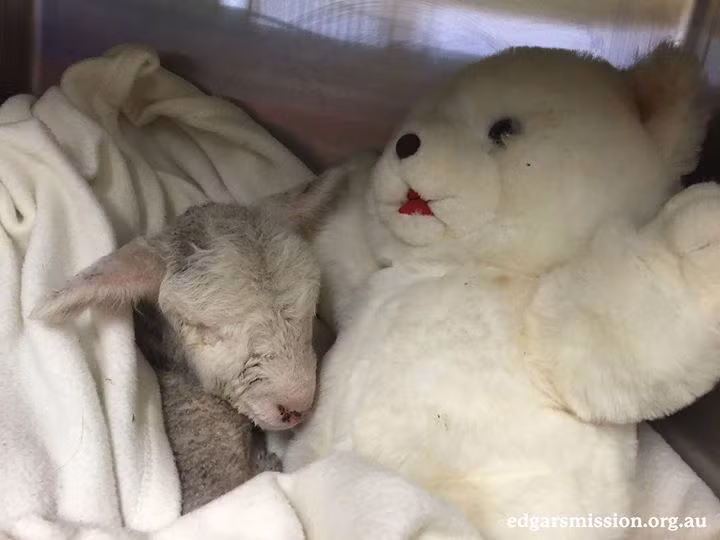 Cô cừu nhỏ bé sợ hãi run rẩy nép vào lòng một con chó bông mềm mại để tìm chút hơi ấm sau khi mất mẹ.