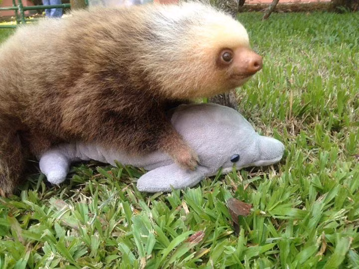 Từ khi mồ côi, con lười non này không rời người bạn cá heo nhồi bông của mình một bước, dù là đi chơi, ăn uống hay ngủ nghỉ.