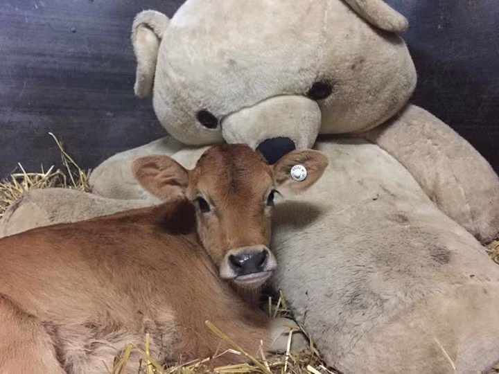 Con bê nhỏ này được cứu thoát khỏi một trang trại chăn nuôi bò sữa và mồ côi mẹ từ lúc đó. Bất cứ khi nào ngủ, chú đều phải rúc vào lòng con gấu bông to lớn mới yên tâm.