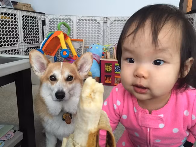 Khuôn mặt háo hức, ánh mắt mong chờ của cặp đôi chủ tớ chẳng khác nhau bao nhiêu khi được mẹ cho ăn chuối.