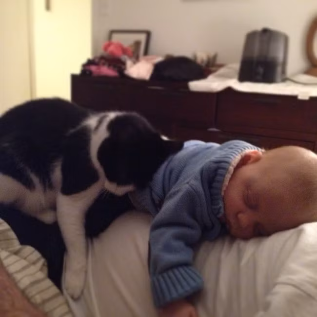 Mới gần gũi không bao lâu nhưng cô mèo này đã có thói quen y hệt cậu chủ bé của mình, ngủ trên bụng mẹ.