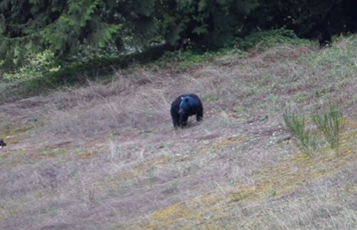 Sau giây lát quyết định, Aaron quyết định tới gần và quay lại cảnh tượng độc đáo này. "Nó thực sự có một cái đầu màu xanh rất kỳ lạ", Aaron chia sẻ với phóng viên CBC News.