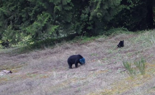 Khi lại gần, Aaron phát hiện con gấu bí ẩn này là một con gấu mẹ, nó đang cùng với con mình đi lang thang kiếm ăn. Điều kỳ lạ là con gấu mẹ có chiếc đầu xanh biếc còn con gấu con lại hoàn toàn bình thường.