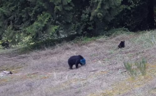 Khi lại gần, Aaron phát hiện con gấu bí ẩn này là một con gấu mẹ, nó đang cùng với con mình đi lang thang kiếm ăn. Điều kỳ lạ là con gấu mẹ có chiếc đầu xanh biếc còn con gấu con lại hoàn toàn bình thường.