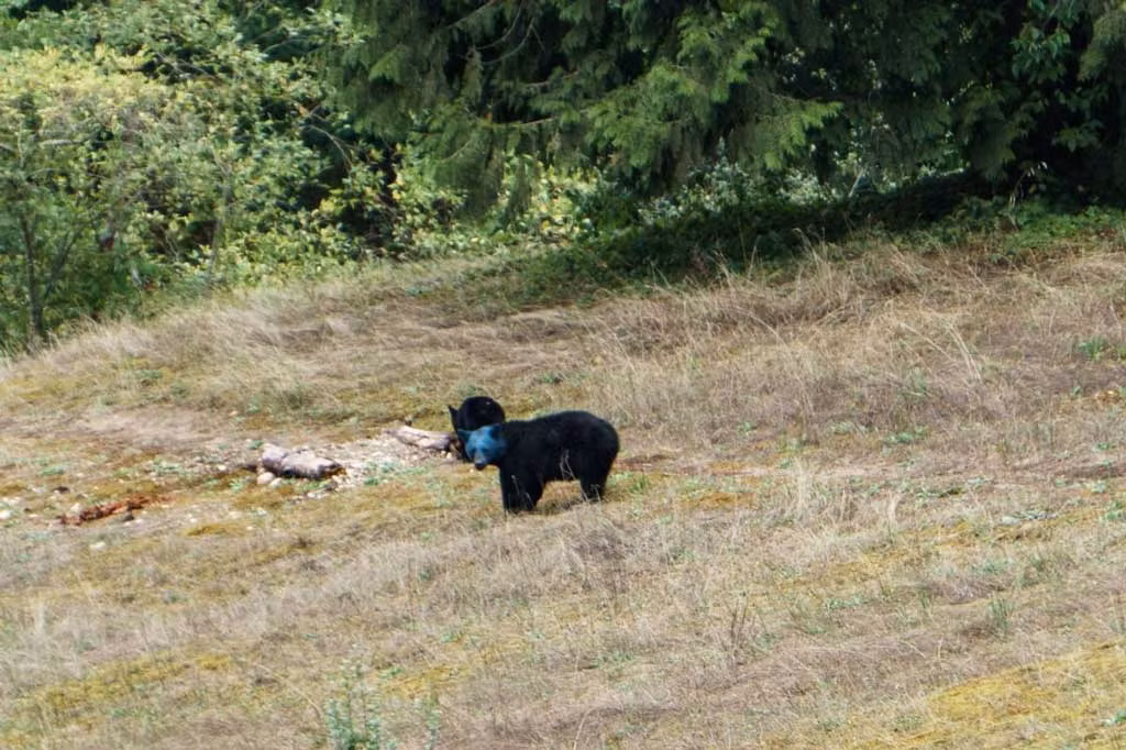 Paul McFadden, một cán bộ khu bảo tồn đã xem clip và nói rằng: "Có lẽ con gấu đã chui đầu vào một hộp sơn phun hoặc một thùng thuốc nhuộm vì nghĩ đó là thực phẩm... một con gấu làm điều mà gấu nghĩ", ông suy đoán.