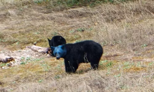 Sau khi đăng tải clip mình quay được lên mạng xã hội, Aaron gọi con gấu kỳ lạ này là Blue Beary và kêu gọi các tổ chức cứu hộ, dịch vụ chăm sóc động vật hoang dã địa phương chú ý vì ông lo lắng có thể người nào đó đã cố ý nhuộm lông đầu của Blue Beary bằng một hộp sơn.