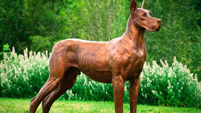 Giống chó Great Dane còn được gọi là giống chó Ngao Đức hoặc chó săn Đan Mạch, giống chó này nổi tiếng với kích thước khổng lồ của nó. Loài chó này giữ kỷ lục chó cao nhất thế giới với chiều cao gần 1,2m. Được thuần hóa, lai tạo với mục đích săn heo rừng và nai ở Đức, loài chó khổng lồ này dễ dàng hạ gục một người trưởng thành khi nó nổi điên.