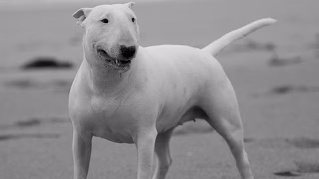 Bull Terrier, chó sục Bun hay còn gọi là Bully tức kẻ hay bắt nạt người khác, đây là một giống chó sục được lai giống phục vụ cho những cuộc chọi chó và làm chó bảo vệ. Với khuôn mặt ngộ ngộ, cái đầu lớn hình quả trứng và tính cách đáng yêu của mình, đây là giống chó được nhiều người yêu thích. Mặc dù vậy, Bull Terrier là giống chó đặc biệt mạnh mẽ. Khả năng sát thủ cực kỳ nhạy bén khiến Bull Terrier là một con chó nguy hiểm đối với các động vật nhỏ hơn.
