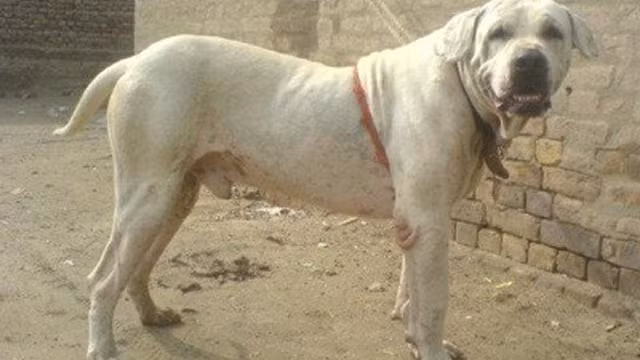 Gull Dong còn được gọi là Pakistan Bull Dog, là một giống lai giữa Gull Tarrier và Bully Kutta. Cực kỳ mạnh mẽ và dữ tợn, giống chó Gull Dong được lai tạo đặc biệt để trở thành một con chó chiến binh, chúng nổi tiếng là rất hung hăng và khó kiểm soát.