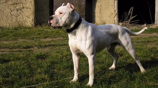 Dogo Argentino là một con chó cơ bắp, có nguồn gốc ở Argentina, chủ yếu được sử dụng cho mục đích săn bắn, kể cả săn lợn lòi và báo. Mặc dù vô cùng mạnh mẽ và năng động, giống chó Dogo không tích cực thân thiện đối với con người. Theo Luật về những con chó ở Vương quốc Anh, Dogo Argentino bị cấm sở hữu.