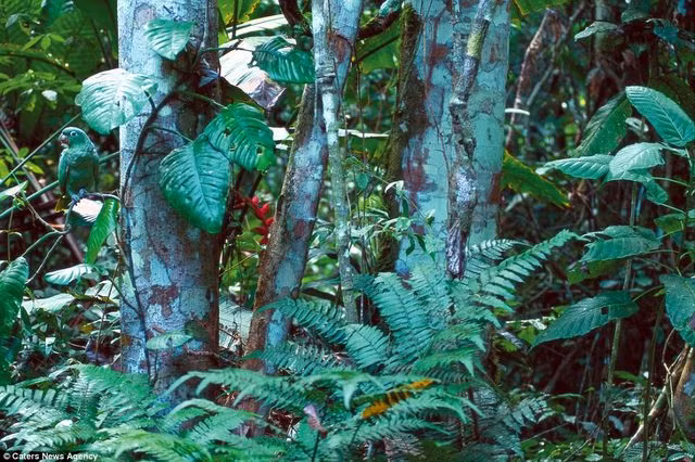 Một con vẹt đã "hòa tan" với thiên nhiên nhờ bộ lông đặc biệt của mình.