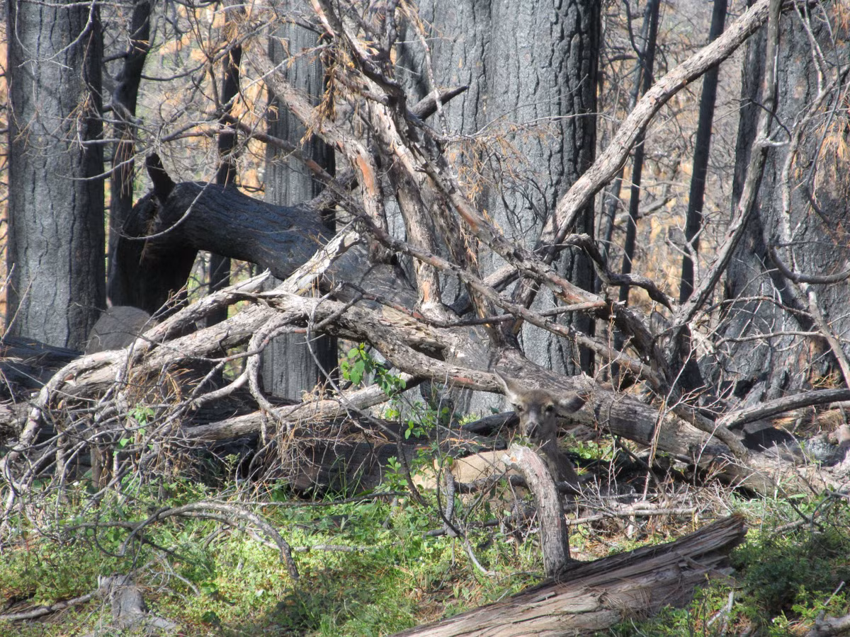 Bạn nhìn ra một con nai đang vẫy tai thách thức sự tìm kiếm từ phía bạn.