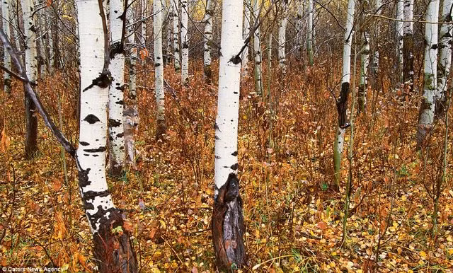 Bạn có thể nhìn thấy con sói đang đưa mắt lạnh về phía bạn chứ?