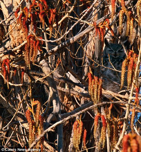 Cú chứng tỏ khả năng ngụy trang siêu phàm của mình khi đứng lẫn vào một thân cây mà nếu không căng mắt nhìn lâu, không người nào có thể phát hiện ra nó.