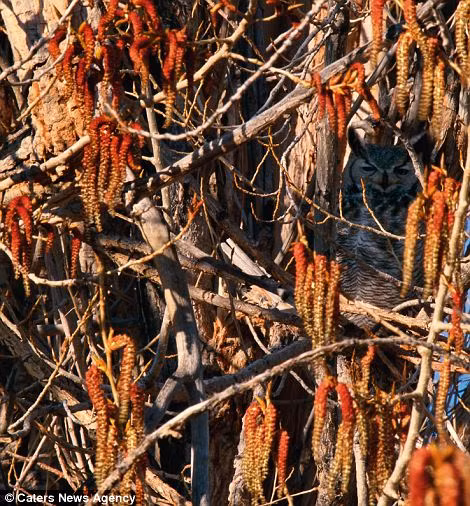 Cú chứng tỏ khả năng ngụy trang siêu phàm của mình khi đứng lẫn vào một thân cây mà nếu không căng mắt nhìn lâu, không người nào có thể phát hiện ra nó.