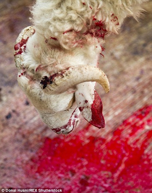 Các loài động vật bị giết theo quy tắc Halal, theo đó người giết mổ buộc phải cắt cổ họng của con vật để máu chảy ra cho đến khi con vật hoàn toàn chết. Trong ảnh là một con cừu bị cắt tiết tại Bangkok, Thái Lan.