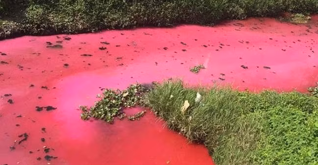 Vào ngày 28/9, ông Hà, một cư dân sống gần con sông ở Huệ Châu, Quảng Đông, Trung Quốc bị sốc khi chứng kiến dòng sông bấy lâu trước cửa nhà mình đổi màu đỏ thẫm như màu máu, trở thành một dòng sông máu.