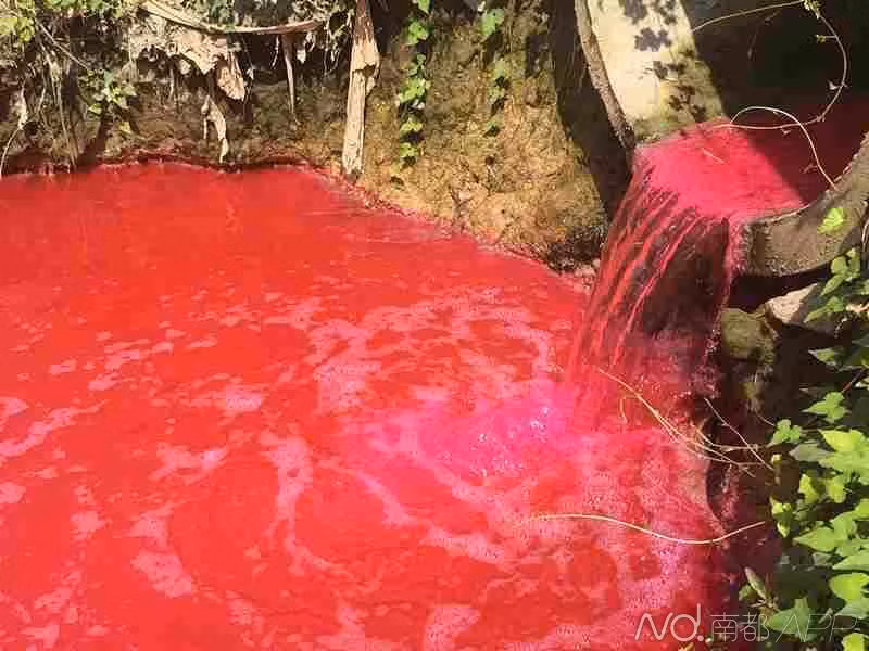 Theo ông, vào buổi tối hai hôm trước đó, dòng sông máu đã có hiện tượng lạ, bốc mùi hôi thối nồng nặc, cho đến sáng sớm hôm 28/9 không chỉ hôi thối mà còn đổi màu đỏ rực. Trong ảnh dòng nước đỏ chảy ra từ miệng cống ngầm không ngừng nhuộm đỏ cả con sông.