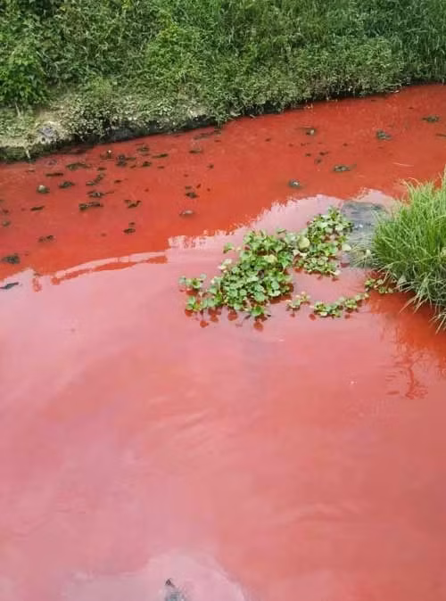 Điều này cũng có nghĩa, sở Công an cùng với cục quản lý, bảo vệ môi trường của địa phương đã không kiểm soát được những phân xưởng phân bố trên địa bàn, dẫn đến tình trạng ô nhiễm nặng nề, gây ảnh hưởng nghiêm trọng đến đời sống dân cư và môi trường sinh thái.