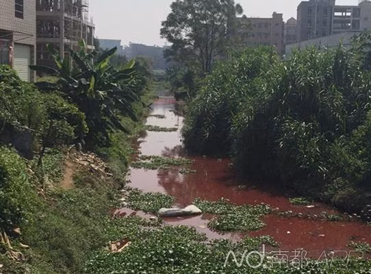 Sau khi hiện tượng "dòng sông máu" xuất hiện, phóng viên của các báo đài nhanh chóng tiếp cận hiện trường và theo chân những điều tra viên, điều tra nguyên nhân xuất hiện hiện tượng rùng rợn này.