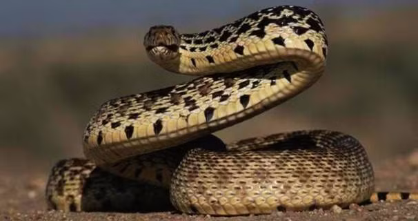 Rắn, một sát thủ máu lạnh nổi tiếng trong tự nhiên. Những con rắn độc cắn và giết chết khoảng 50.000 mỗi năm và thường xuyên lọt Top những động vật gây ác mộng nhiều nhất cho con người.