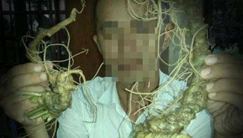 “Ho bien” cu ray thanh… sam Ngoc Linh gia tram trieu