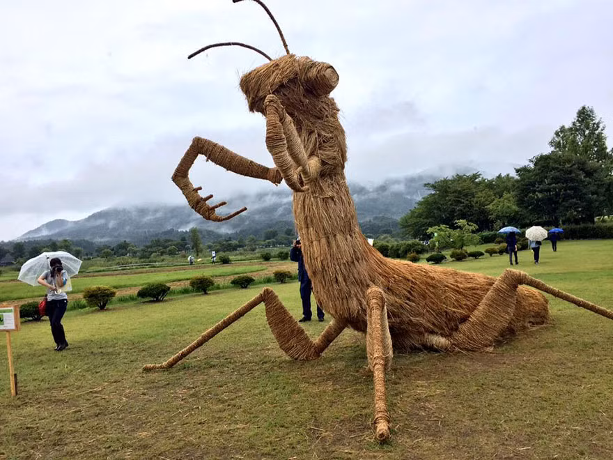 Bọ ngựa hiếu chiến.