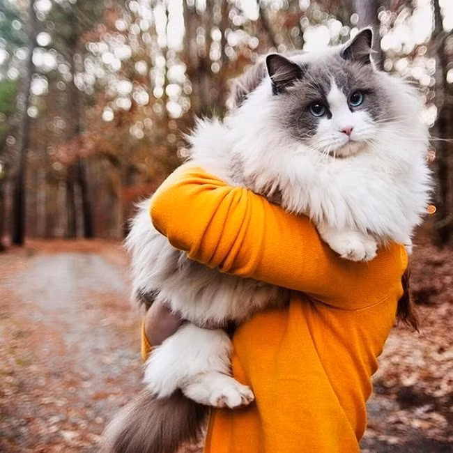 Để bế được những chú mèo to hơn cả chó này, bạn phải dùng không ít sức lực.