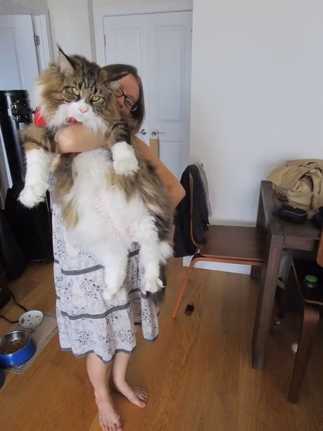 Phải rất vất vả mới có thể bế được những con mèo to như thế này.