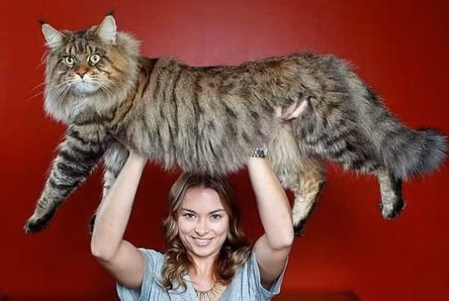 Chú mèo khổng lồ này to không kém con chó bình thường, thậm chí nếu so với những dòng chó nhỏ như fox,... nó còn to gấp nhiều lần.