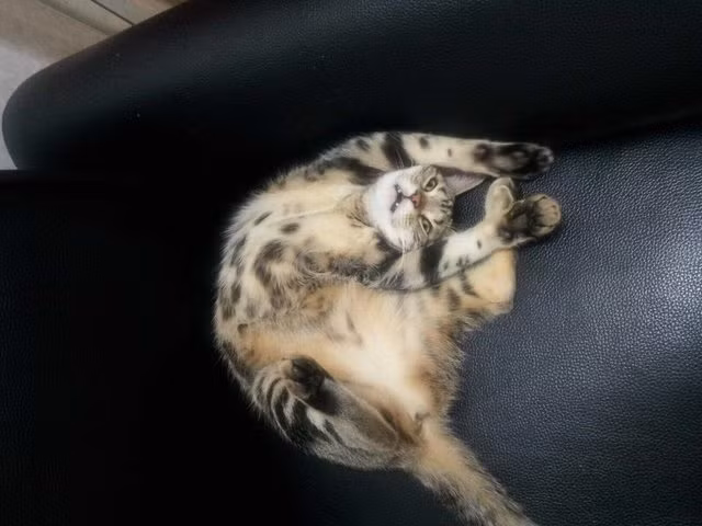 1. Lời khuyên cuộc sống thú vị từ loài mèo đáng yêu là "Hãy thường xuyên căng mình vượt qua giới hạn của bản thân và cả chân để đỡ mỏi".