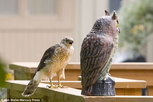 Đầu tiên, con diều hâu chỉ đứng quan sát con cú nhựa từ phía xa xa, đứng đối diện và tỏ ra bảnh chọe để lấy uy trước con cú. Tuy nhiên khi thấy con cú nhựa không thèm phản ứng gì, diều hâu tức giận và quyết định tiến đến làm cho ra lẽ.