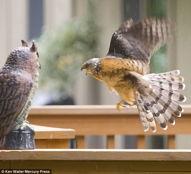 Khi tiến đến gần con cú nhựa, con diều hâu vẫn không nhận ra đó là một có cú giả mạo, nó điên cuồng vỗ cánh kêu gào và ra oai, khiêu khích, dùng tất cả những kỹ năng mình biết để dọa nạt nhưng con cú nhựa vẫn không nhúc nhích.