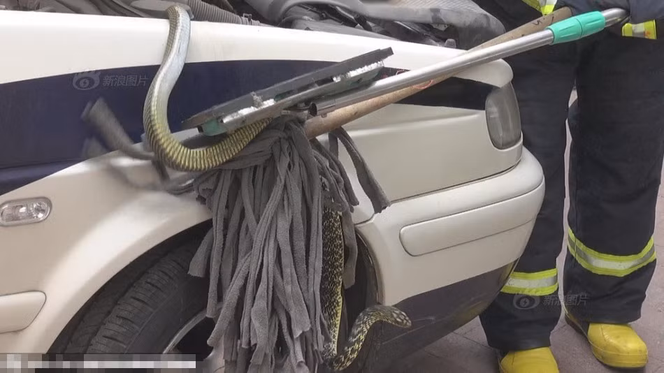 Khi được bắt ra, con rắn rất hung hăng, tỏ thái độ không hợp tác và có ý định tấn công đội cứu hộ. Tuy nhiên nhờ kinh nghiệm dày dặn, lực lượng chức năng đã thành công chế phục con rắn, dân chúng ở ngoài thấy vậy liên tiếp vỗ tay tán thưởng.