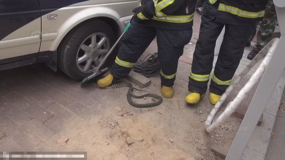 Không rõ nguyên do con rắn này chui vào đầu xe cảnh sát, mọi người phỏng đoán có thể nó đi lạc. Con rắn này thuộc họ rắn bắt chuột, còn được gọi là "Thái hoa xà", nằm trong diện động vật cần được bảo vệ, mặc dù không có độc nhưng có thể tấn công gây thương tích cho con người.