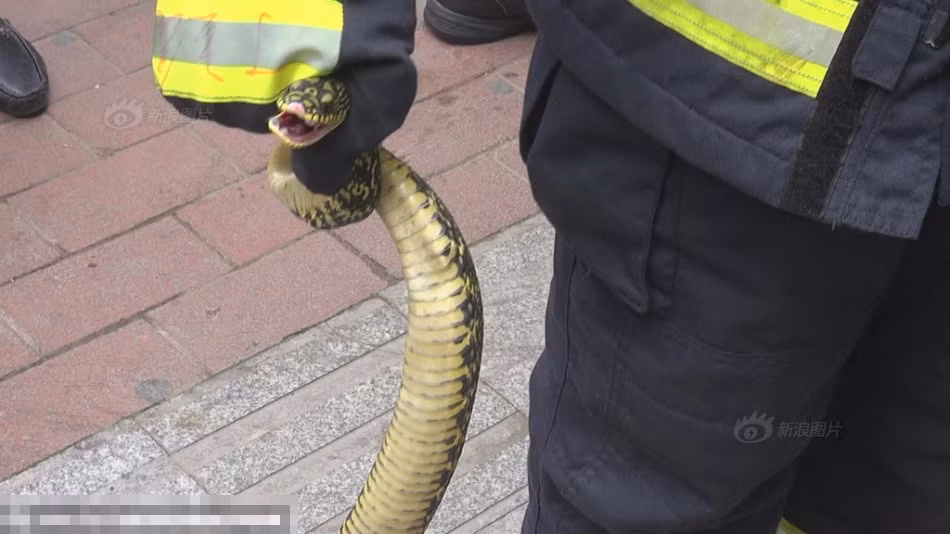 Loài rắn này nhìn bề ngoài nguy hiểm nhưng thực chất thức ăn chủ yếu là những loài động vật gặm nhấm, có ích cho con người, giúp cân bằng môi trường sinh thái.