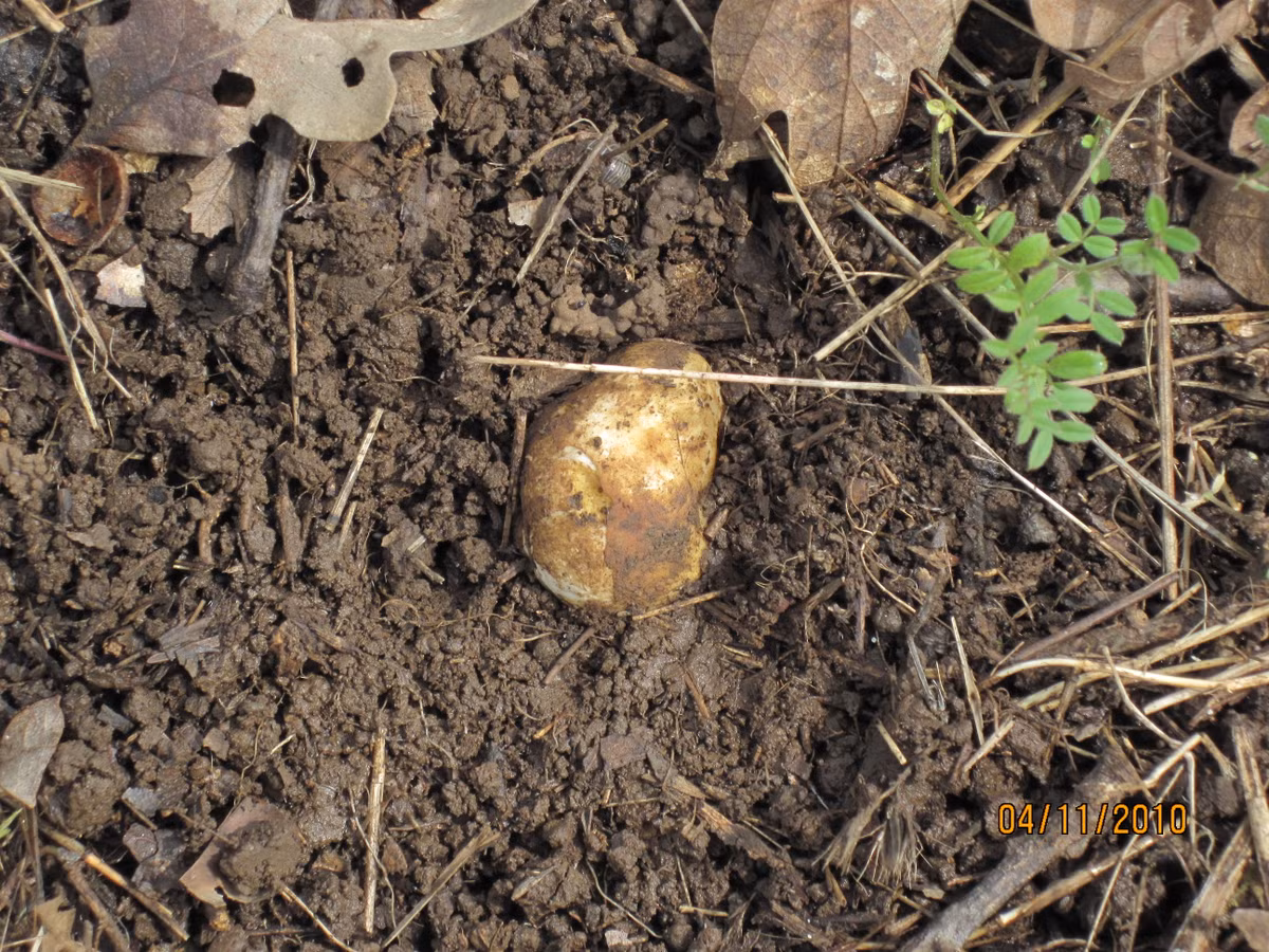 Để có thể "săn" được loài nấm quý hơn vàng này, những người nông dân phải sử dụng đến "chuyên gia tìm nấm", một loài lợn đặc biệt được gọi là "truffle hog". Mặc dù vậy, do tính cách ăn vụng nấm không thể sửa chữa, thời gian gần đây loài lợn này đã được thay thế bởi những con chó được huấn luyện kỹ càng.