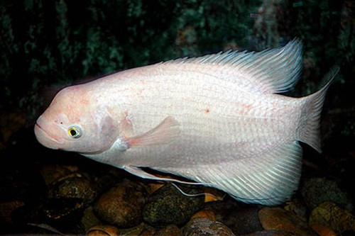 Vì chưa bao giờ nhìn thấy con cá kỳ lạ này nên anh Huế rất hào hứng mang về thả trong bể cá. Tuy nhiên con cá hung dữ đã tấn công những đồng loại khác của mình và buộc anh Huế phải thả nó về lại Hồ Tây.