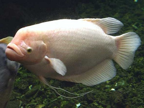 Để giải đáp thắc mắc của mọi người, giáo sư Mai Đình Yên - nguyên Chủ nhiệm khoa Sinh học, Trường Đại học Khoa học tự nhiên (Đại học Quốc gia Hà Nội), chuyên gia chuyên nghiên cứu về cá cho biết con quái ngư mà anh Huế mua được ở Hồ Tây có tên là cá tai tượng, danh pháp khoa học là Osphronemus goramy.