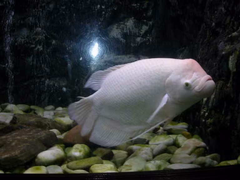 Cá tai tượng không chỉ có màu trắng mà có rất nhiều màu sắc đậm nhạt khác nhau, con cá tai tượng màu trắng bắt được ở Hồ Tây có thể là một biến thể sản phẩm lai của loài cá này.