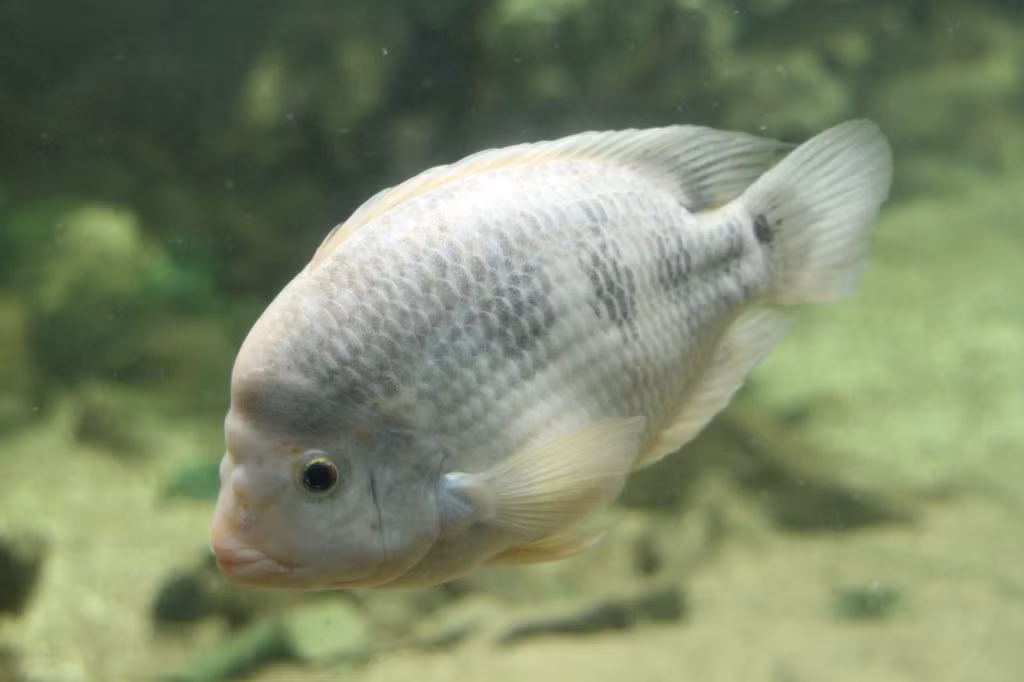 Được biết, thịt của loài cá tai tượng này khá thơm ngon tuy nhiên không quý hiếm. Cá tai tượng là nguyên liệu để chế biến nhiều món ăn ngon có hình thức cũng như hương vị hấp dẫn.