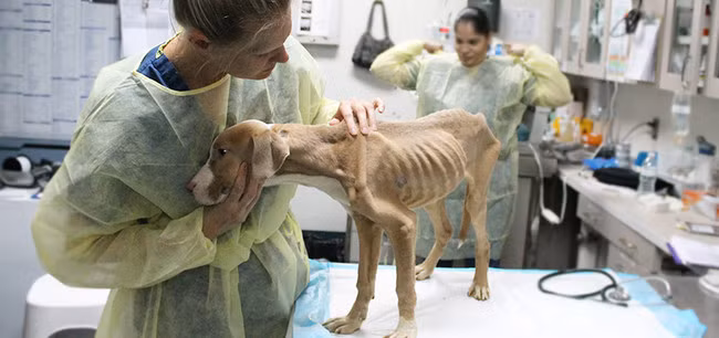 Cùng với việc con chó suy dinh dưỡng nặng do không thể tìm thấy thứ có thể ăn được, Blossom mắc những bệnh về da và bị bọ ve chó hành hạ, hút máu rất đau đớn.