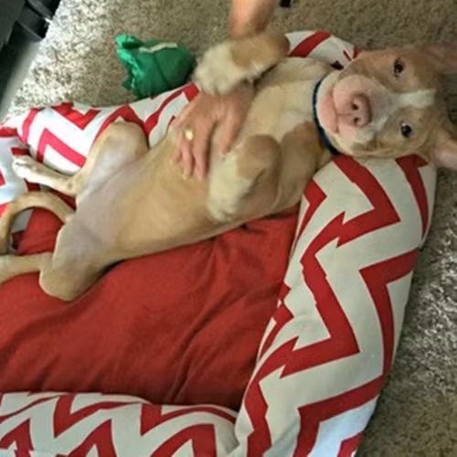 Cái kết có hậu cho cô chó suy dinh dưỡng nặng khiến mọi người đều ấm lòng.