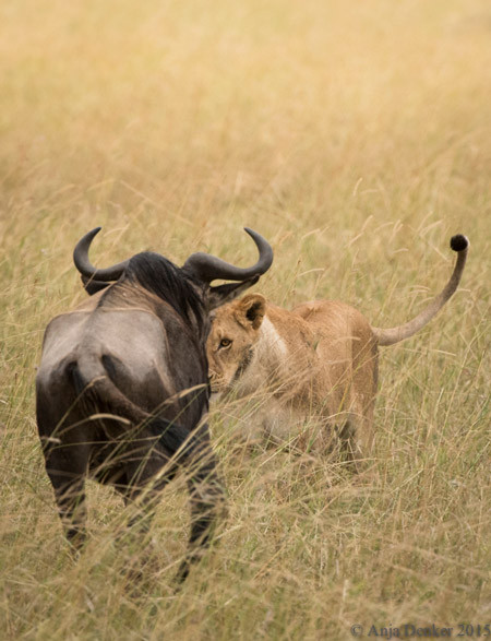 Con sư tử cái nấp trong bãi cỏ khá xa và lặng yên quan sát nhất cử nhất động của linh dương đầu bò đang run rẩy.