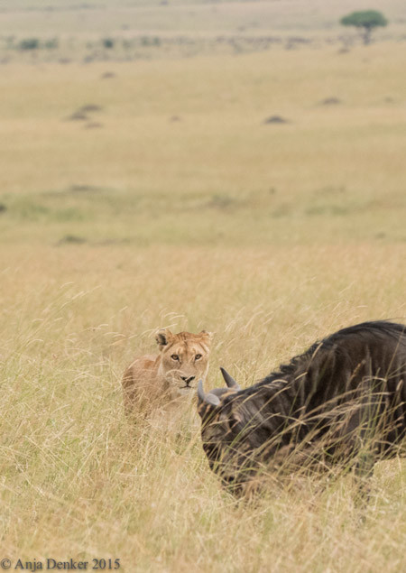 Khi đã xác định thời cơ đến, nó nhanh chóng vọt đến mặt của linh dương đầu bò, dùng uy của kẻ săn mồi tăng áp lực lên con linh dương đầu bò đang hoảng sợ kịch liệt.